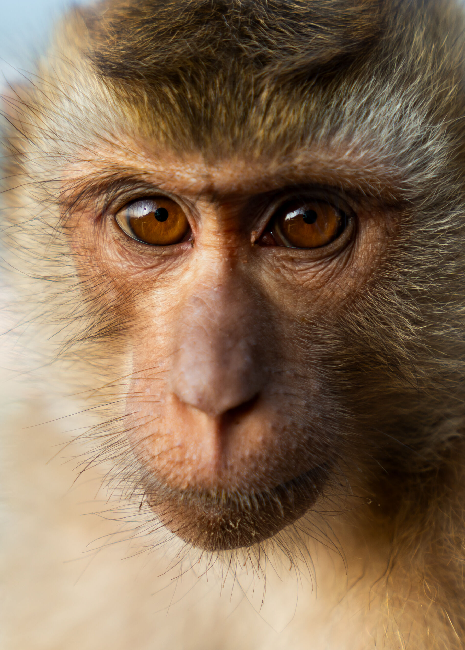 Long-tailed macaque portrait